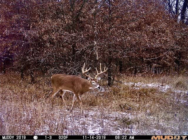 Muddy Matrix 36MP Imaging Cellular Trail Camera with On Demand Photo, Dual Network, and 80-Feet Detection Range (Mud) - Image 4