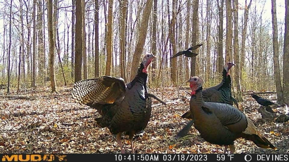 Muddy Matrix 36MP Imaging Cellular Trail Camera with On Demand Photo, Dual Network, and 80-Feet Detection Range (Mud) - Image 8