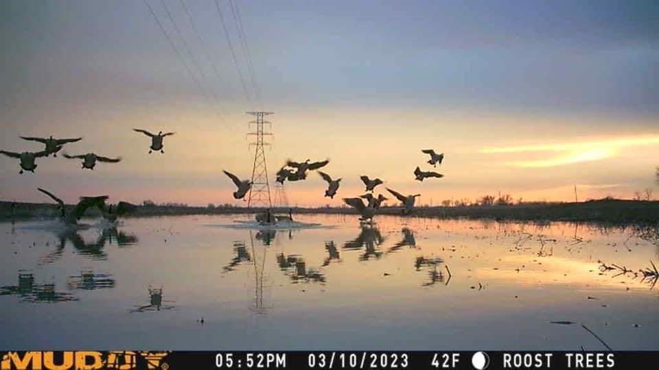 Muddy Matrix 36MP Imaging Cellular Trail Camera with On Demand Photo, Dual Network, and 80-Feet Detection Range (Mud) - Image 9