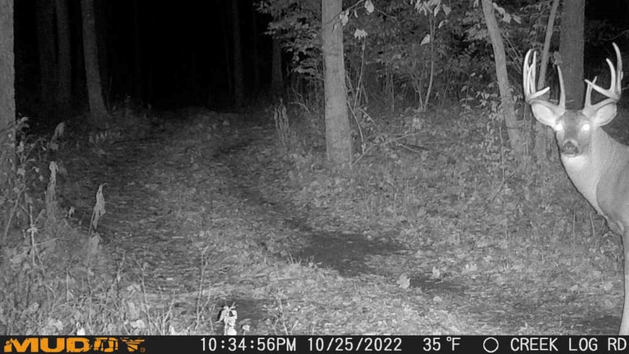 Muddy Mitigator Cellular 24MP Imaging - Image 6