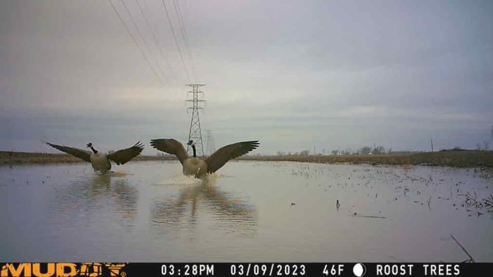 Muddy Mitigator Cellular 24MP Imaging - Image 8