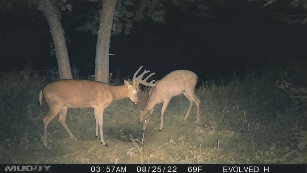 Muddy Morph Verizon Cellular Trail Camera 26MP - Image 4