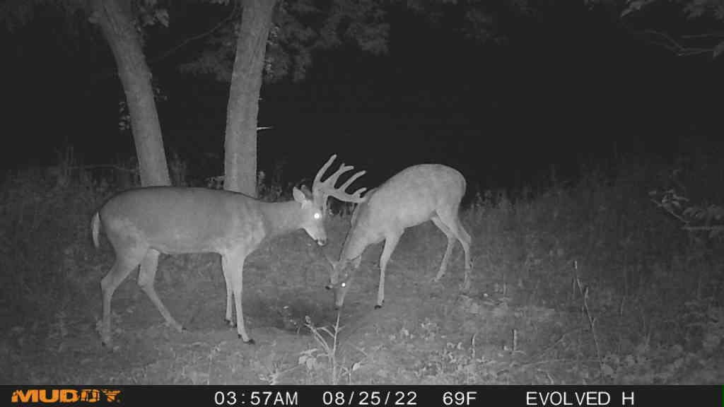 Muddy Morph Verizon Cellular Trail Camera 26MP - Image 5