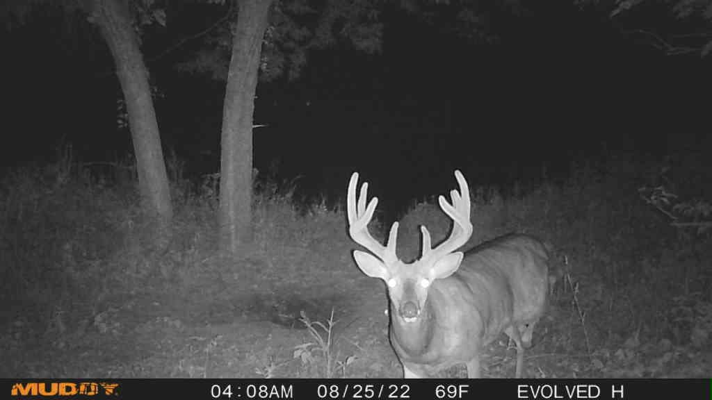 Muddy Morph Verizon Cellular Trail Camera 26MP - Image 6
